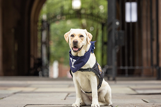 Heidi, Yale public safety's service dog